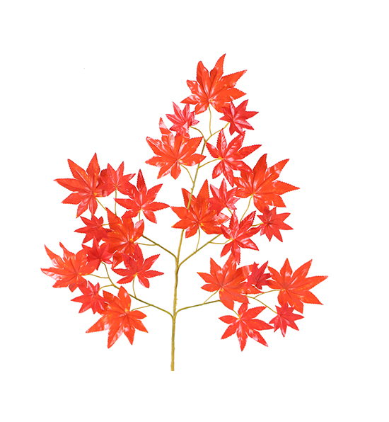 紅楓